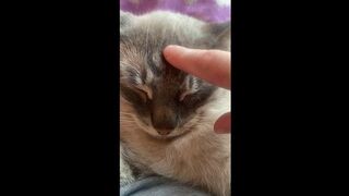 Nice cat