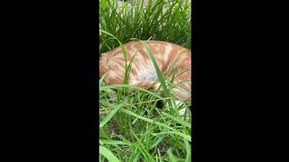 My kittens