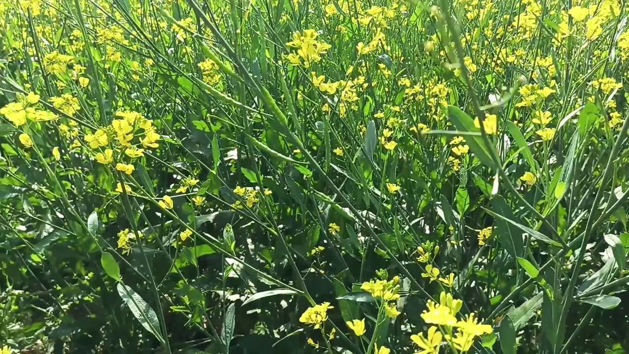 Indian step mom and step son outdoor Anal Hot video desixxxbhabhi2