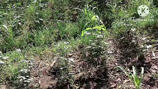 Telugu aunty bowlojab doing har agriculture owner coke in farm