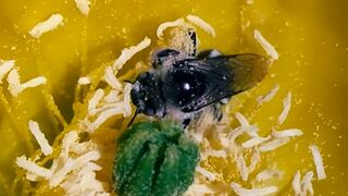 Pollen squirter gets raided by exotic explorer