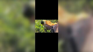 Village desi bhabhi fucked in mustard field in doggy style . Outdoor sex Desi bhabhi with dewar
